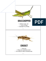 Insect Picture Cards