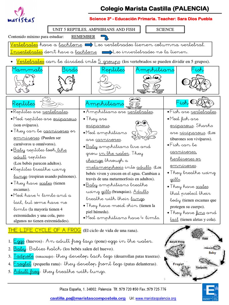 Reptiles Amphibians and Birds Tema 5 | PDF | Amphibian | Fish