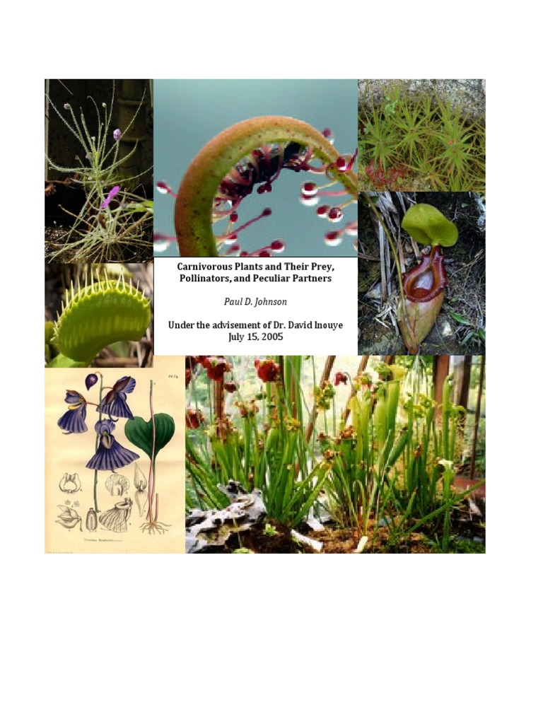 Carnivorous Plants PDF Photosynthesis Plants