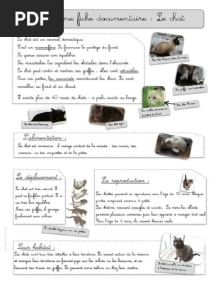 Documentaire Sur Le Chat Pdf Chats Animaux Et Humains