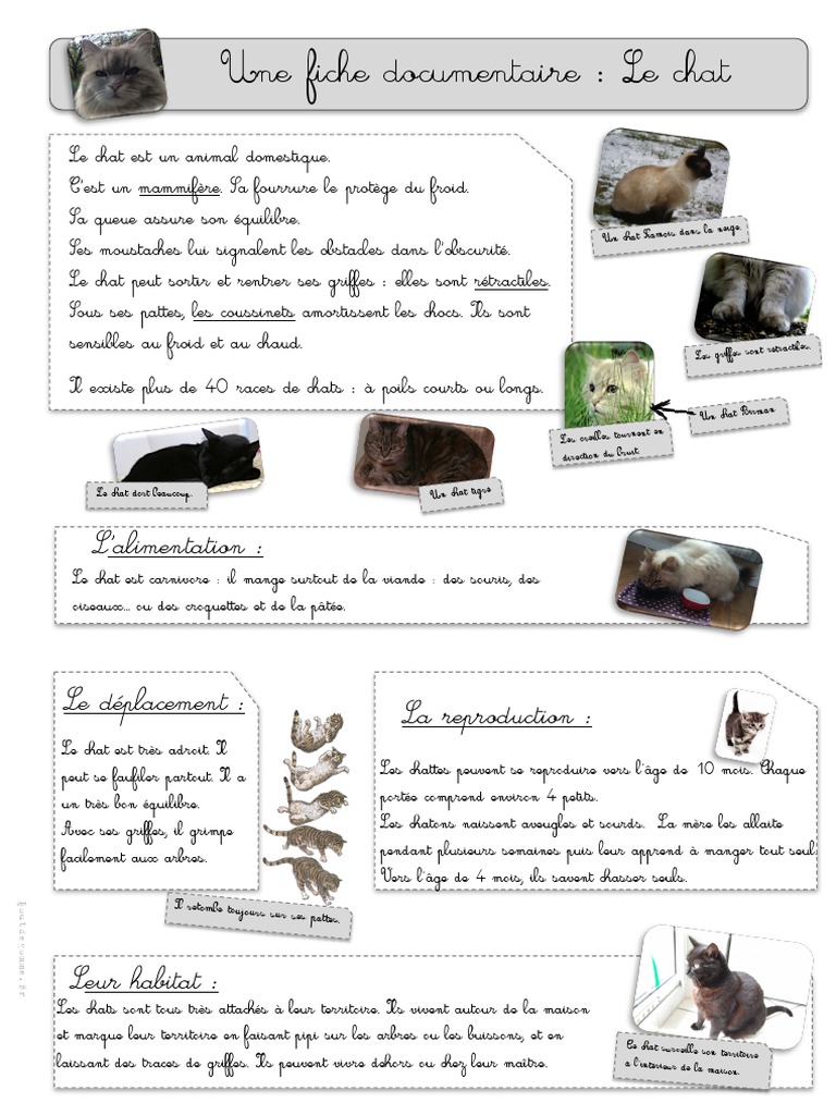 Documentaire Sur Le Chat Pdf Chats Animaux Et Humains
