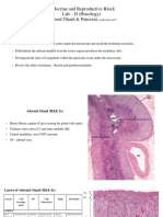 Adrenal and Pancreas Histology