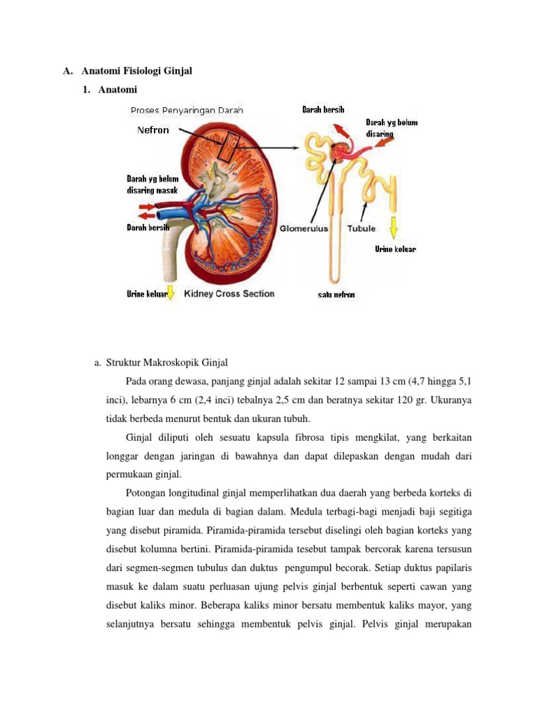 Download 940 Gambar Fisiologi Ginjal Keren 