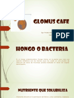 Glomus Cafe
