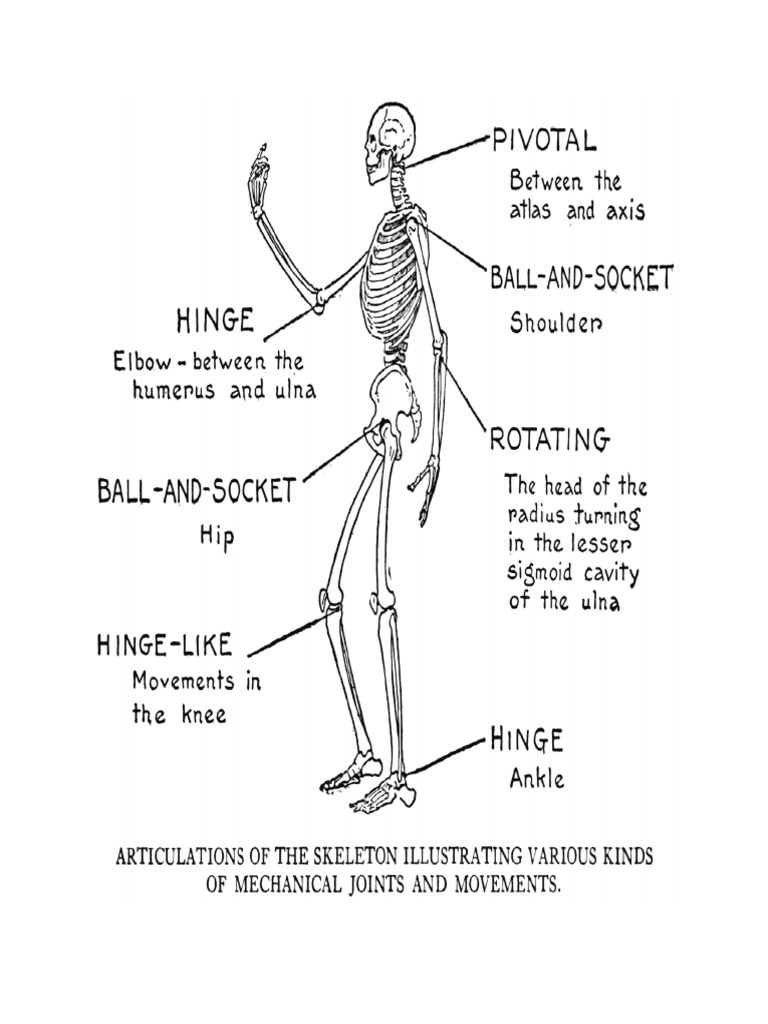 Articulation s Anatomical Terms Of Motion Joints