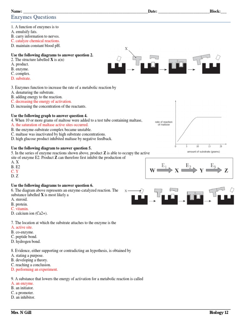 03. Questions - Enzymes - Answer Key | Active Site | Enzyme