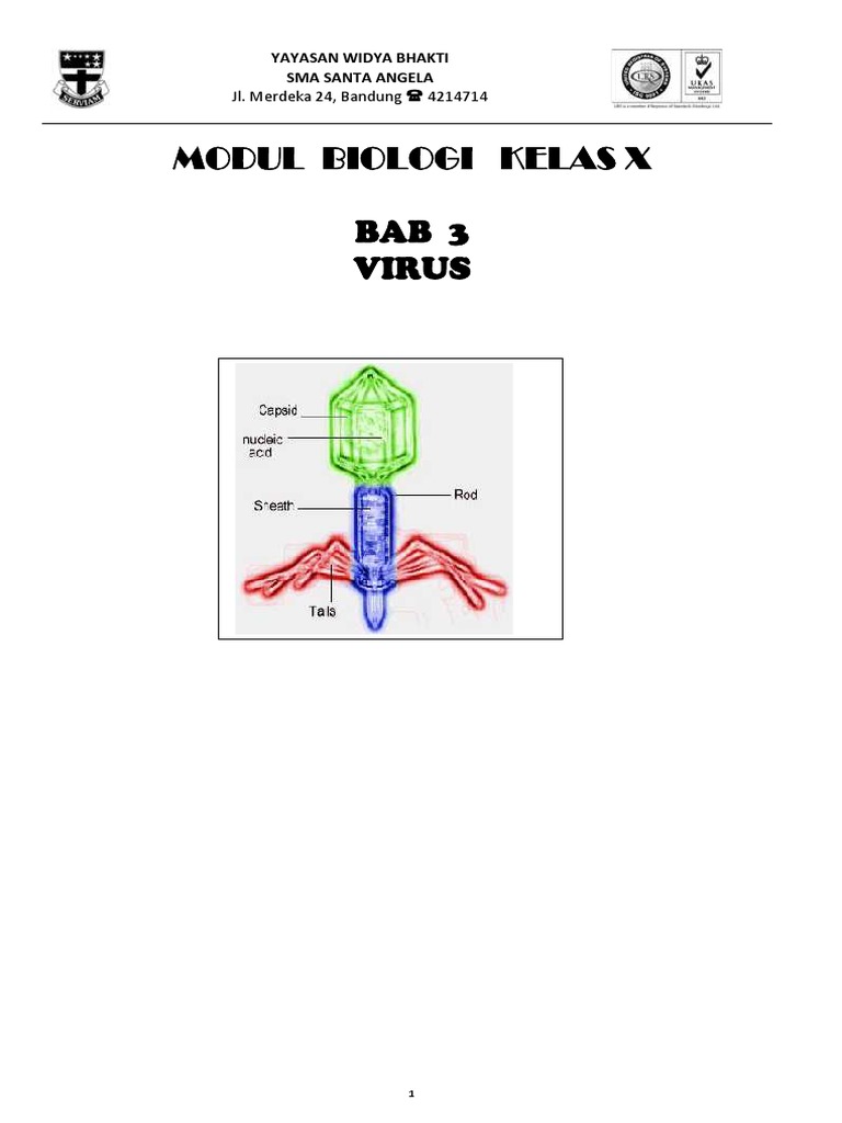 virus.pdf
