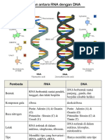 Perbedaan DNA RNA Pra