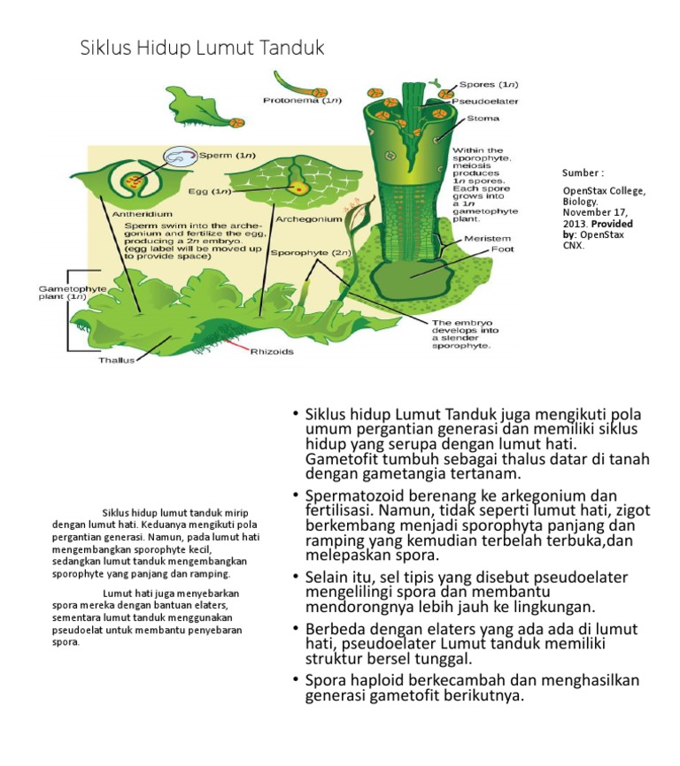 Siklus Hidup Lumut Tanduk