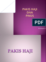 Pakis Haji Dan Pinus