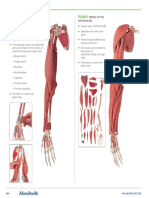 Arm Muscle Models