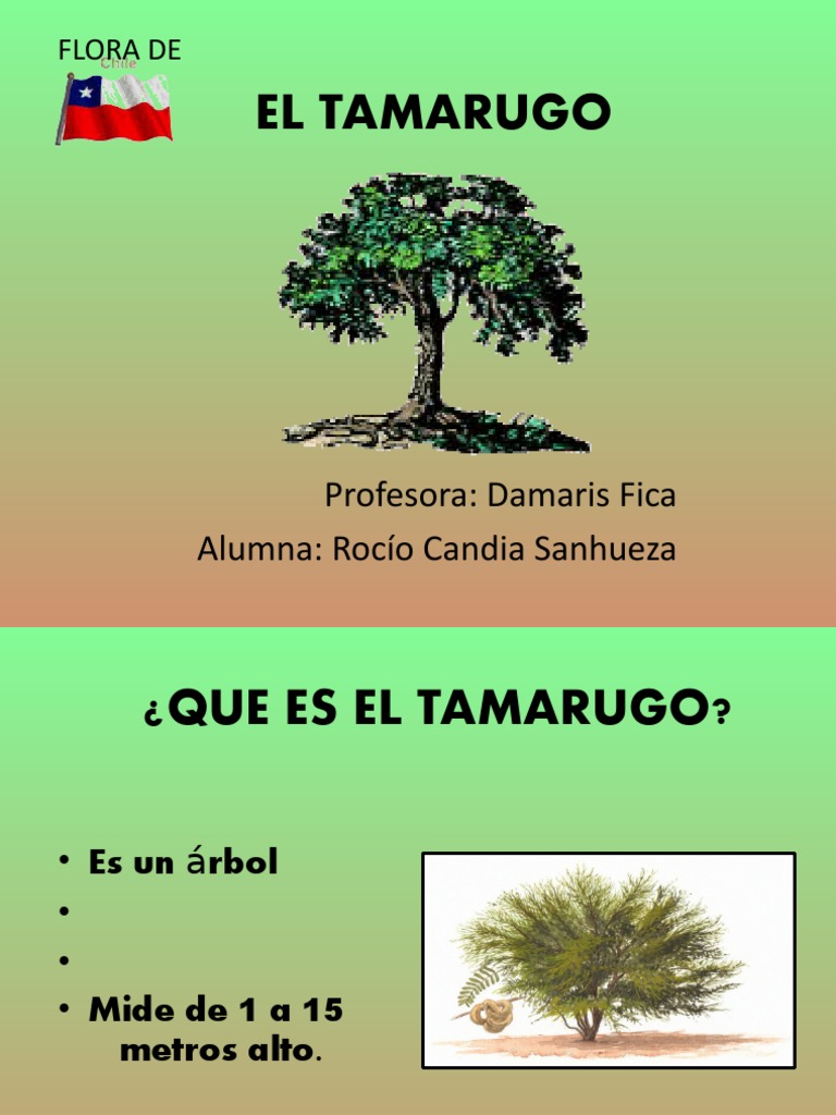 Características del Tamarugo en Chile | PDF | Arboles | Flora