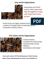 Social: The Colony and Its Organization