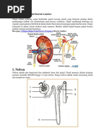 Unduh 700 Gambar Ginjal Lengkap Dengan Bagian Dan Fungsinya Keren Gratis