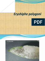 Eryshiphe Polygoni