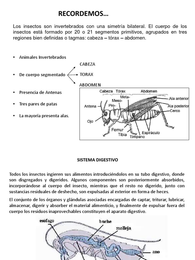 La anatomía y fisiología básica de los sistemas de los insectos | PDF ...
