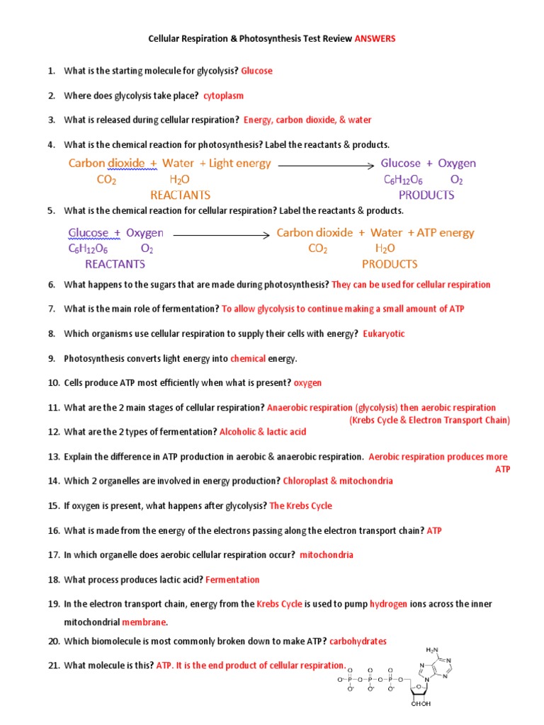 ANSWERS Cellular Respiration and Photosynthesis TEST REVIEW | PDF 