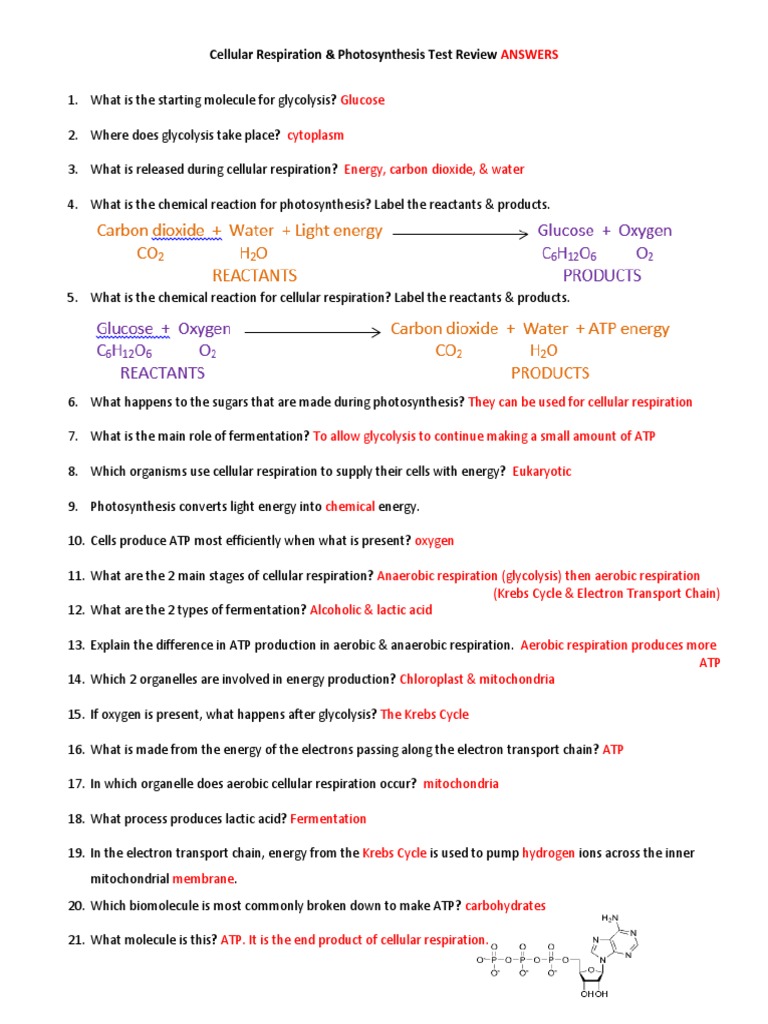 ANSWERS Cellular Respiration and Photosynthesis TEST REVIEW Pertaining To Cellular Respiration Review Worksheet