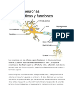 Tipos de Neuronas