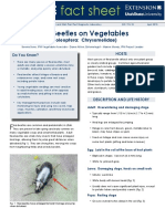 Flea Beetles on Vegetables: Identification and Management