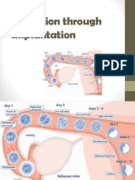 Ovulation Through Implantation