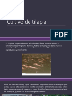 Cultivo de Tilapia