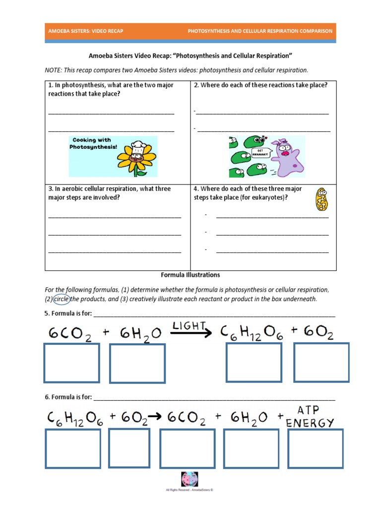 photosynthesis-and-cellular-respiration-worksheet