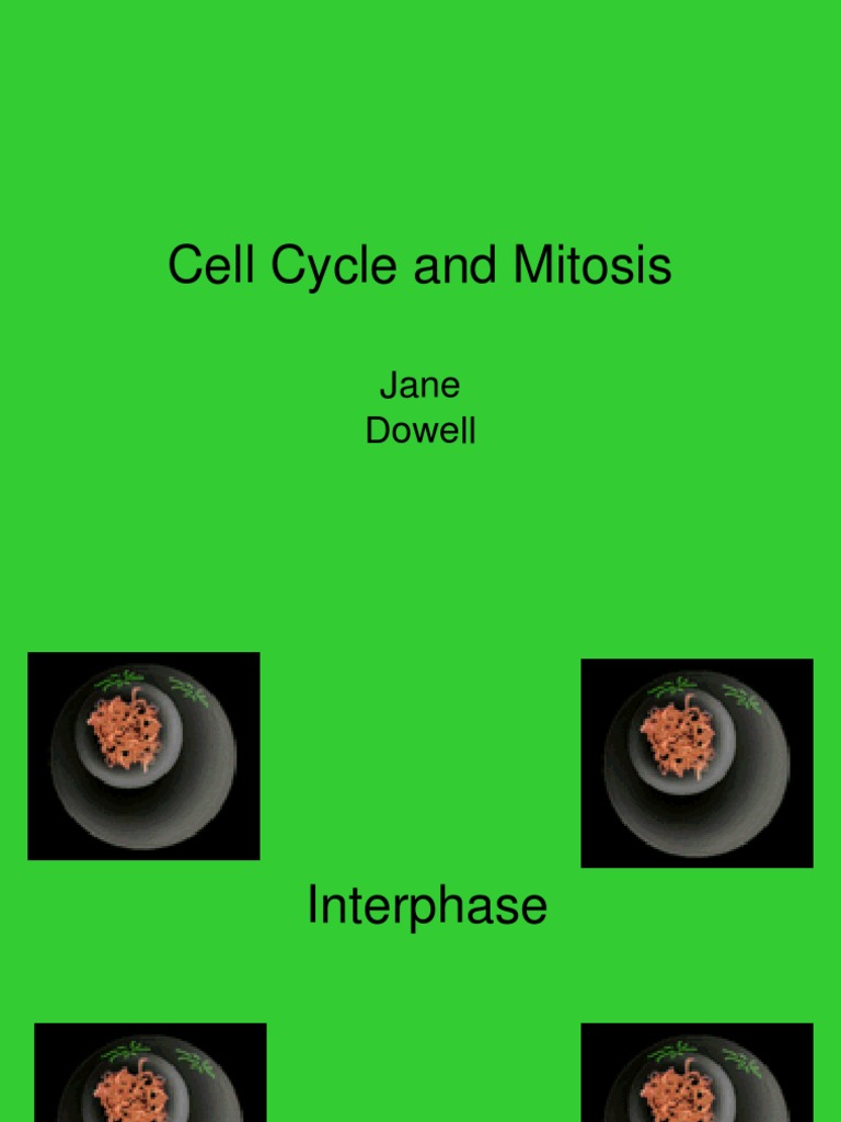 Cell Cycle and Mitosis | PDF | Mitosis | Chromosome