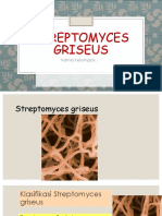 Streptomyces griseus