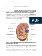 Adaptaciones Renales Al Ejercicio Fisico