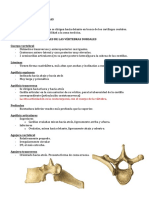 Columna Torácica PDF