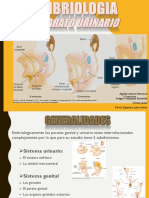 Embriologia Aparato Urinario Autoguardado