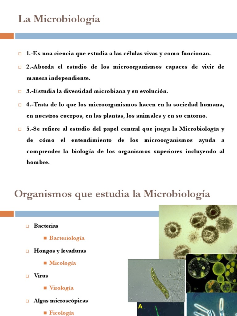 Clasificación de Microorganismos y Enfermedades | PDF | Las bacterias ...