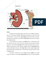 Chronic Renal Failure Anatomy