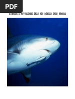 44+ Gambar Ikan Hiu Dengan Remora HD