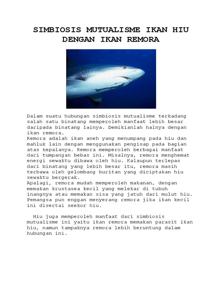 44+ Gambar Ikan Hiu Dengan Remora HD