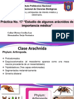 Práctica de Aracnidos 2