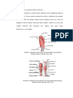 Tinjauan Secara Anatomi Latihan Plyometric