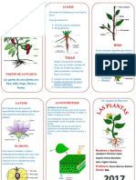 TRIPTICO de Las Plantas222