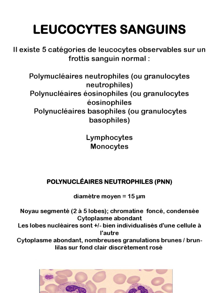 Cellules Sanguines Leucocytes | PDF | Globule blanc | Noyau (biologie)