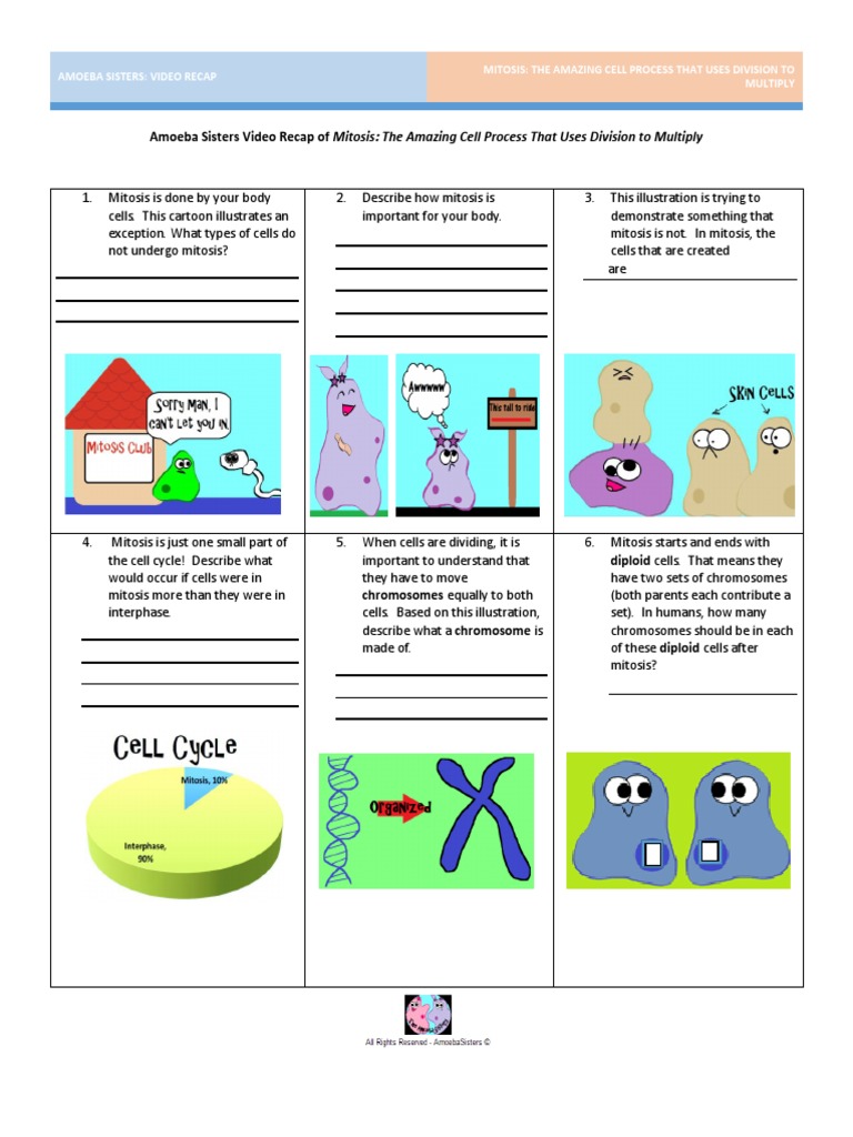 video-recap-of-mitosis-by-amoeba-sisters-mitosis-cell-anatomy