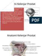 Anatomi Kelenjar Prostat BPH