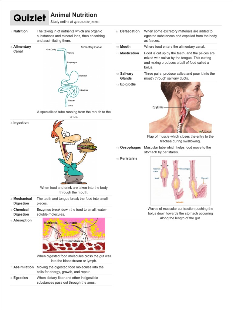 Animal Nutrition IGCSE Notes | PDF | Digestion | Liver