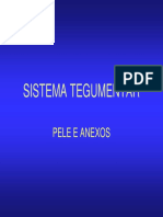 Sistema Tegumentar 2