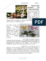 INDUCCION FLORAL DE PHALAENOPSIS.pdf