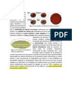 Conclusión informe microbiologia.docx