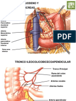 Arterias Del Abdomen