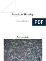 Praktikum Histologi - Urin
