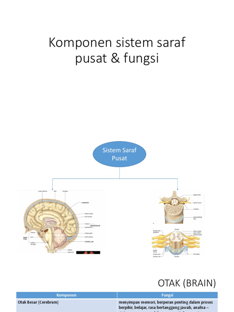 Sumsum Tulang Belakang - Pengiriman Sinyal