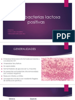 Enterobacterias Lactosa Positivas